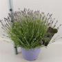 Lavandula angustifolia essence purple h40-p26
