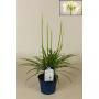 AGAPANTHUS blanc H55 P17
