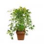 ACER palmatum Ryusen MTG H90 BAC14L