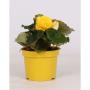BEGONIA tubereux Jaune H15 P12-TST