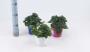 AGERATUM basso H22 P12