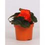 BEGONIA tubereux Orange H15 P12-TST