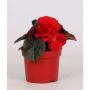 BEGONIA tubereux Rouge H15 P12-TST