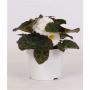 BEGONIA tubereux Blanc H15 P12-TST