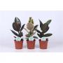 FICUS elastica H55 P17