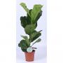 FICUS lyrata H60 P17