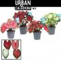 Caladium h40-p17