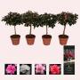 AZALEA flandresse TG H40 P13