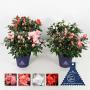 AZALEA hortinno Christine Ø25 P13