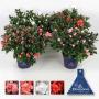 AZALEA hortinno Ø35 P15