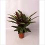 CALATHEA insigne H80 P19