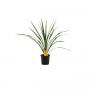 CORDYLINE australis Verde H60 P13
