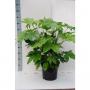 FATSIA japonica H65 P27