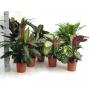 CALATHEA H80 P19