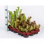 SARRACENIA H15 P8