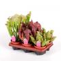 SARRACENIA H25 P12