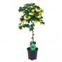 Abutilon jne tg-h75-p19
