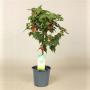 ABUTILON rouge TG H75 P19