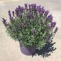 Lavandula Butterfly Mauve H40-P26