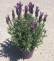 Lavandula Butterfly Silver H30-P13