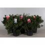 Azalea japonica h40-p23