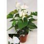 ANTHURIUM sierra White H60 P17