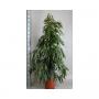 FICUS amstel King H170 P30