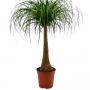 BEAUCARNEA droit H110 P24