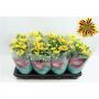 CHRYSANTHEME lake Worth 5P H27 P14