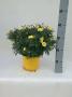ANTHEMIS jaune H40 P19