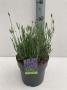 Lavandula angustifolia hidcote h30-p17