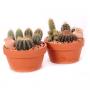 COMPOSITION cactus Mt-43 H18 P18