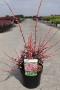 BERBERIS thunbergii Harlequin H30 C3.6L
