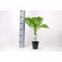 BRIGHAMIA insignis 'Palmier Hawain' H47 P12