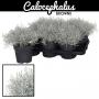 Calocephalus brownii h30-p17