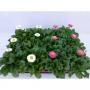 BELLIS Perennis H10 P9