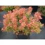 Berberis thunbergii admiration h25-c3.6l