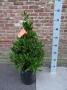 LAURUS nobilis PYR H80 P20