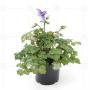 AQUILEGIA winky Bleu Blanc en bouton H30 P12