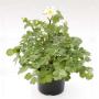 AQUILEGIA winky Rouge Blanc H30 P12