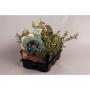 EUONYMUS emerald Gaiety H20 PACK6P9