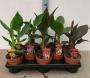 CANNA H30 P13