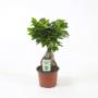 FICUS ginseng H30 P12