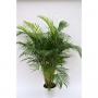 ARECA H170 P32