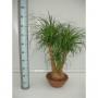 BEAUCARNEA H90 P30