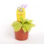 PINGUICULA tina H12 P9