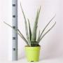 ALOE vera H40 P15