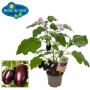 AUBERGINE H55 P14