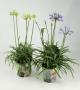 AGAPANTHUS summer Love H35 P17-CCP