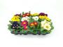PRIMULA acaulis H15 P9